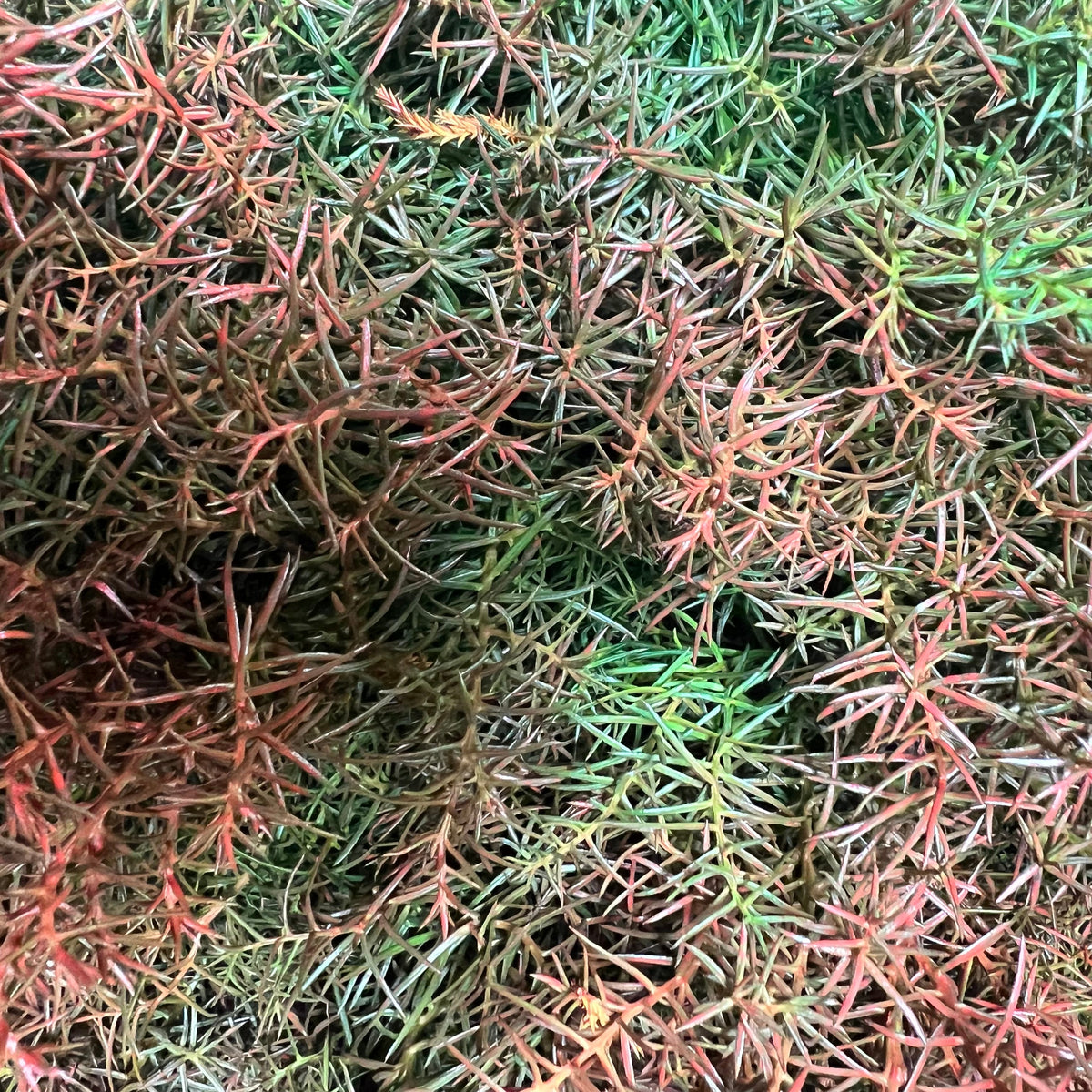 Cryptomeria &#39;Japanese Cedar&#39; Red (Various Sizes)