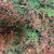 Cryptomeria 'Japanese Cedar' Red (Various Sizes)