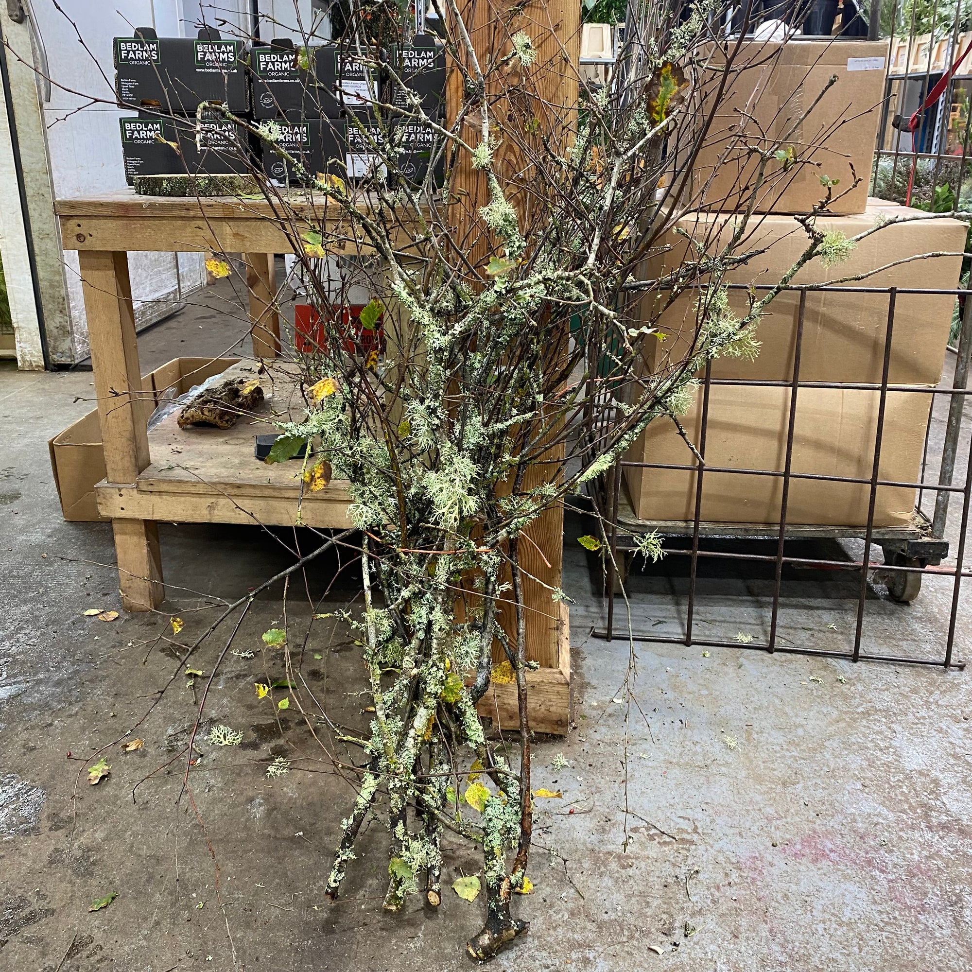 Birch Twigs with Lichen Moss (Wild) (Loose Bundle)