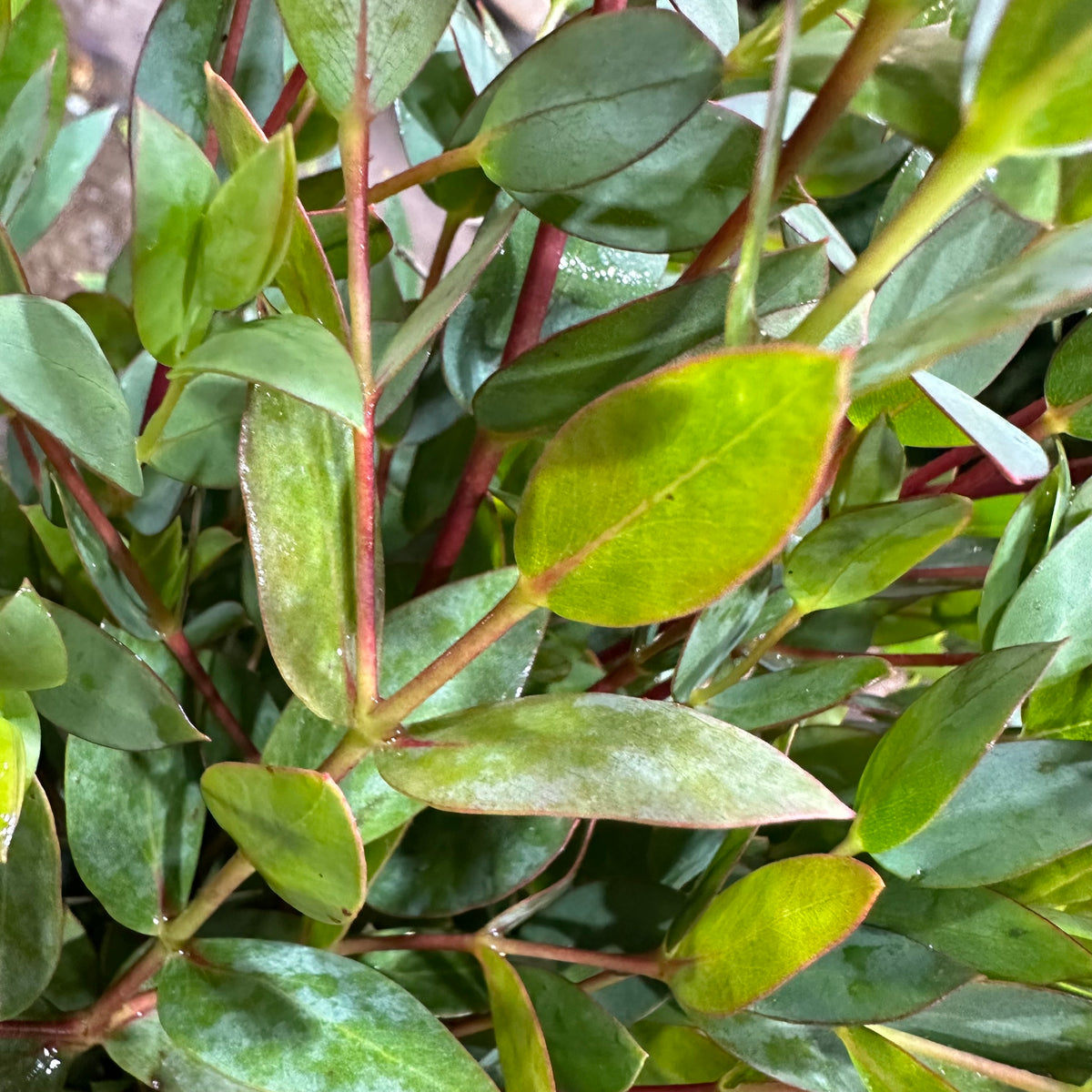Eucalyptus &#39;Parvifolia&#39; (Cultivated E) (Various Lengths)