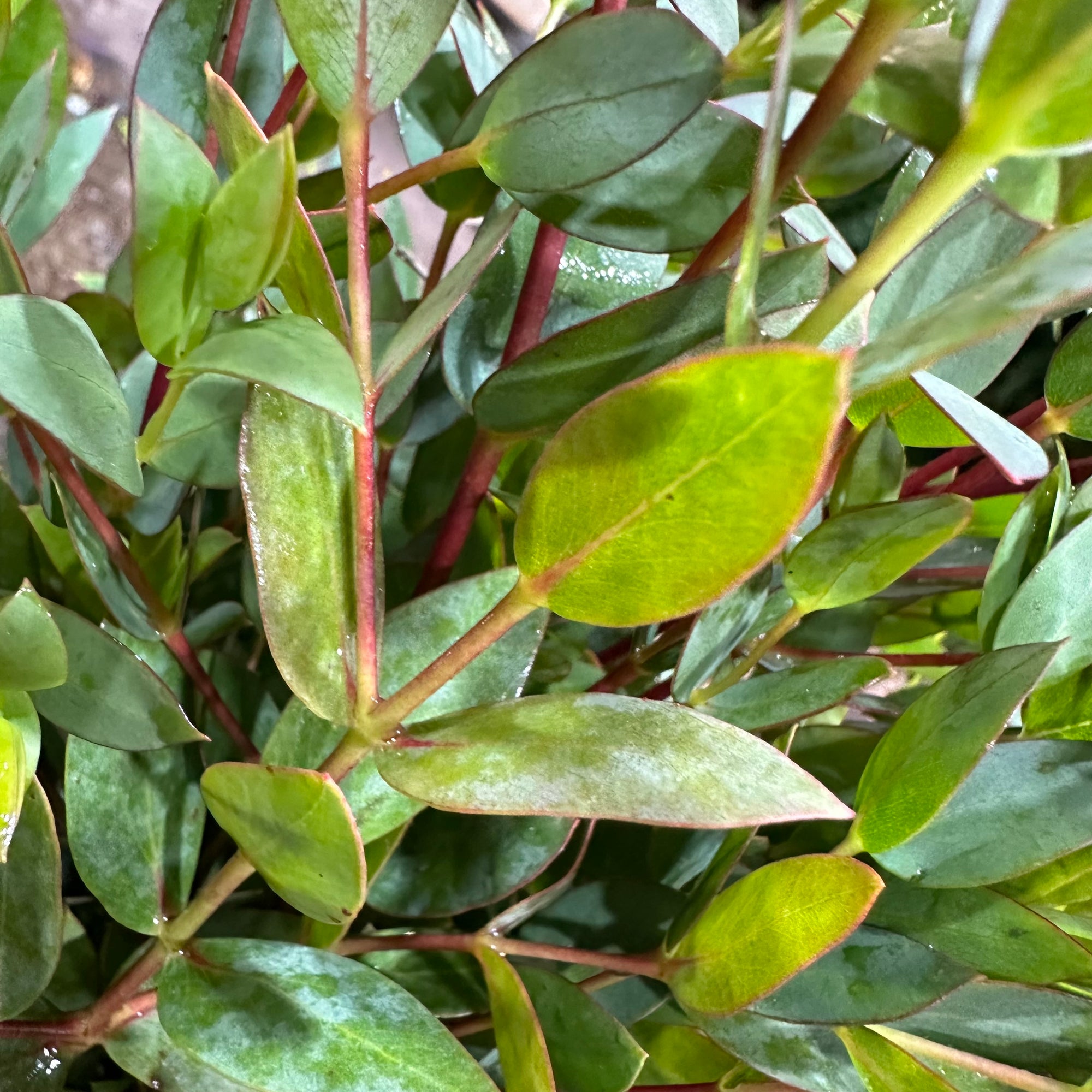 Eucalyptus 'Parvifolia' (Cultivated E) (Various Lengths)