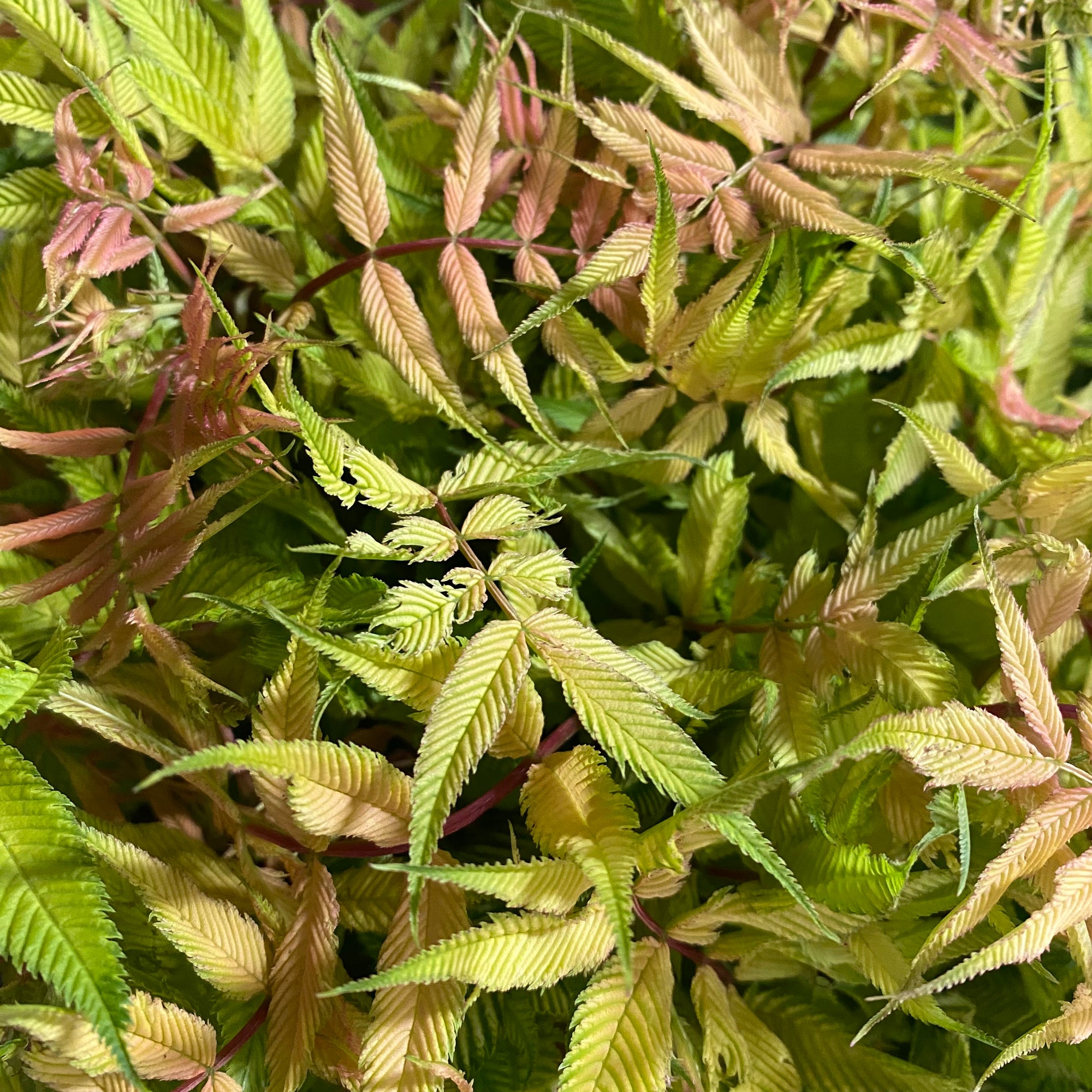 Sorbaria Sorbifolia (Cultivated E)