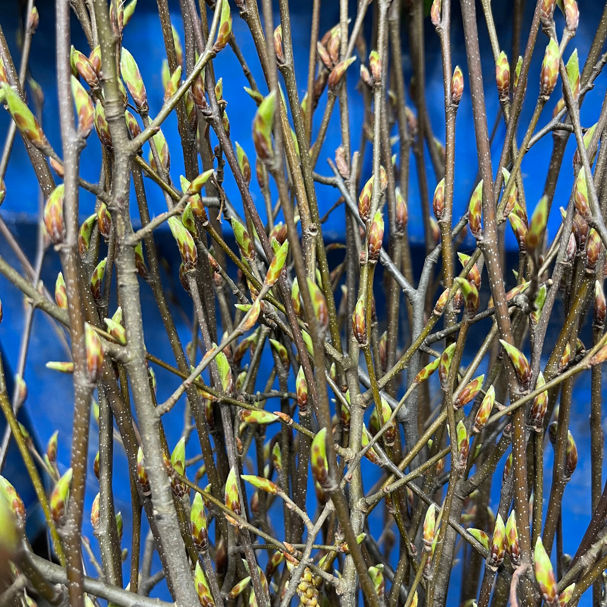 Hornbeam &#39;in Bud&#39; (Wild) (Various Sizes)