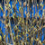 Hornbeam 'in Bud' (Wild) (Various Sizes)