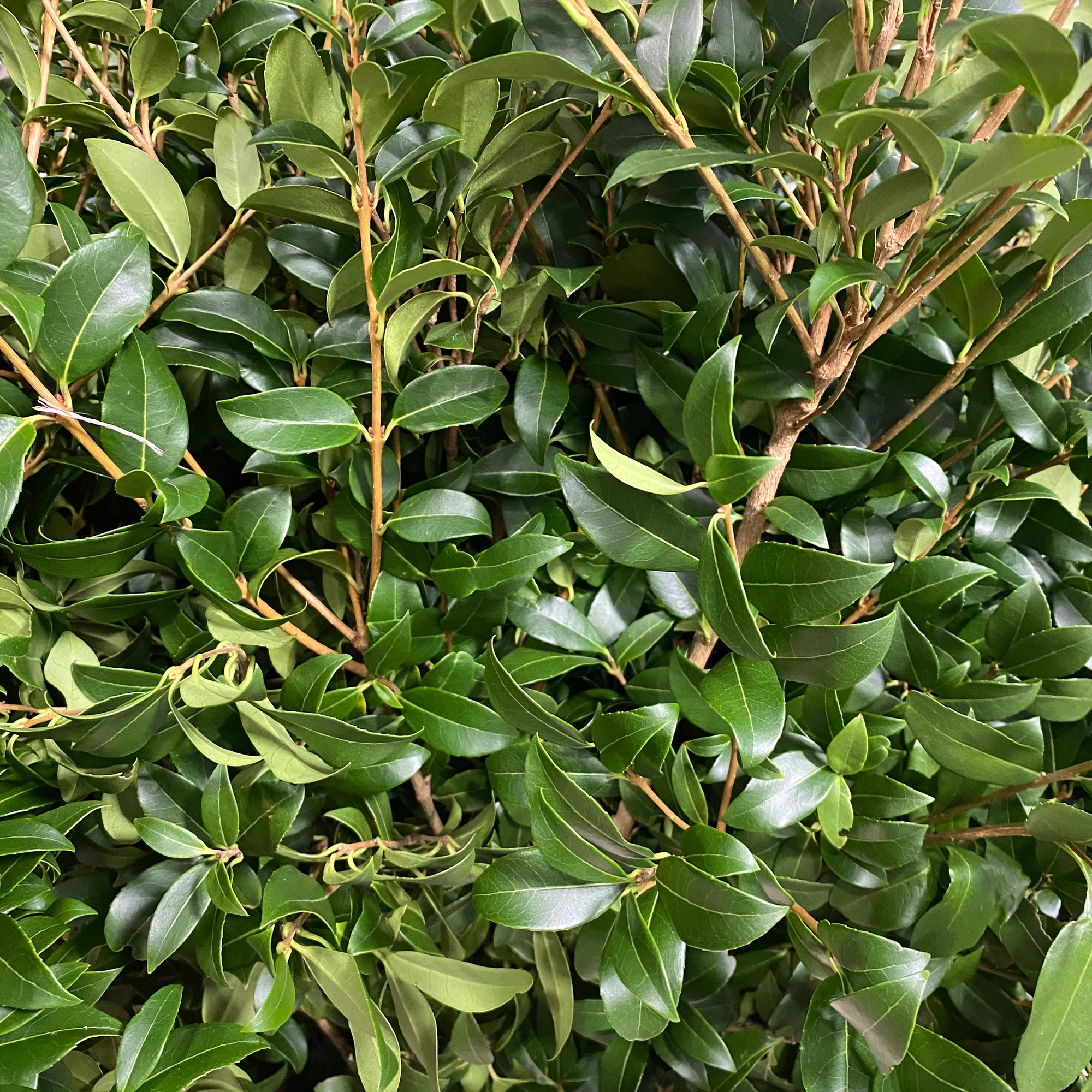 Ozothamnus 'Foliage' (Wild) (Various sizes)