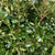Ozothamnus 'Foliage' (Wild) (Various sizes)