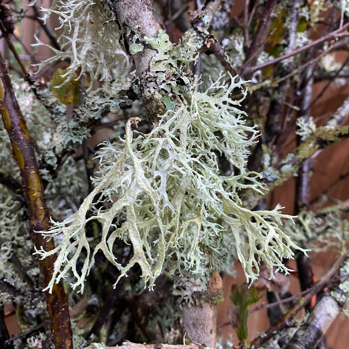 Birch Twigs with Lichen Moss (Wild) (Loose Bundle)
