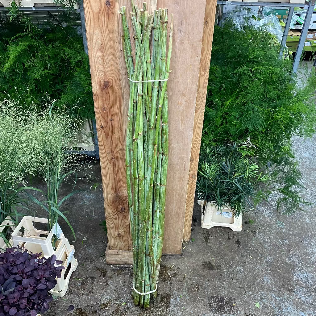 Polygonum Stems 160cm (x20)