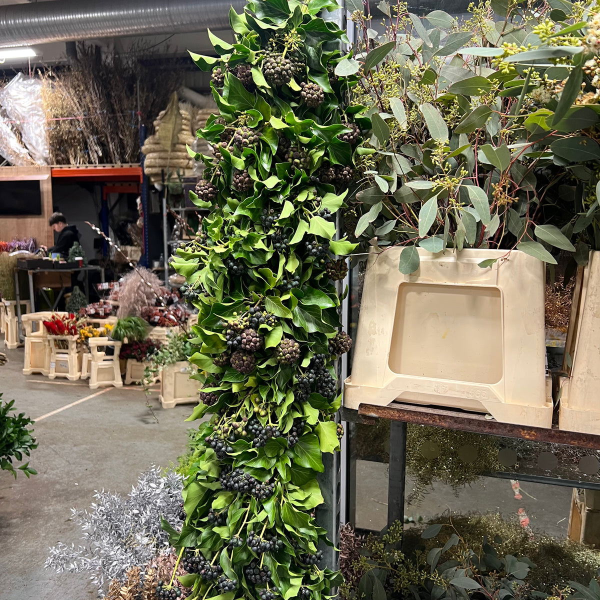 Garland &#39;Berried Ivy&#39; Fresh (Various Lengths)