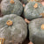 Gourds 'Blue' (x6)