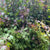 Japanese Maple Wild Red (Loose Bundle)