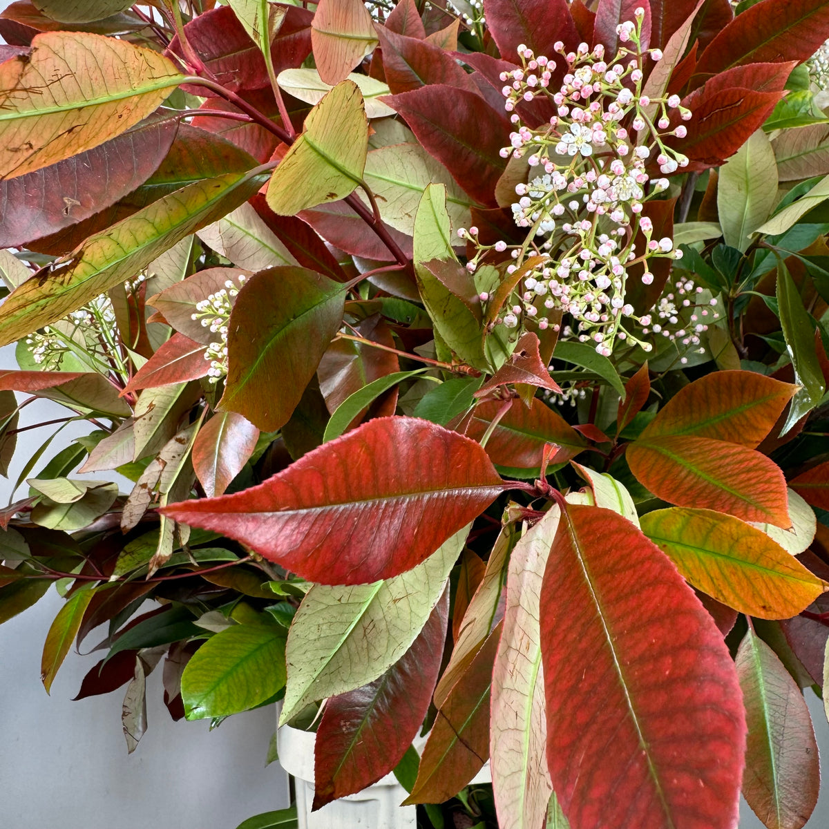 Photinia &#39;Red Robin&#39; (Wild) (Various Sizes)