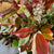 Photinia 'Red Robin' (Wild) (Various Sizes)