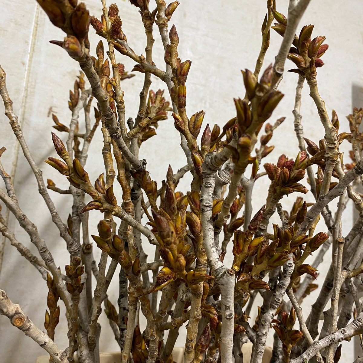 Twigs &#39;Black Poplar&#39; (Natural) DRY 55cm