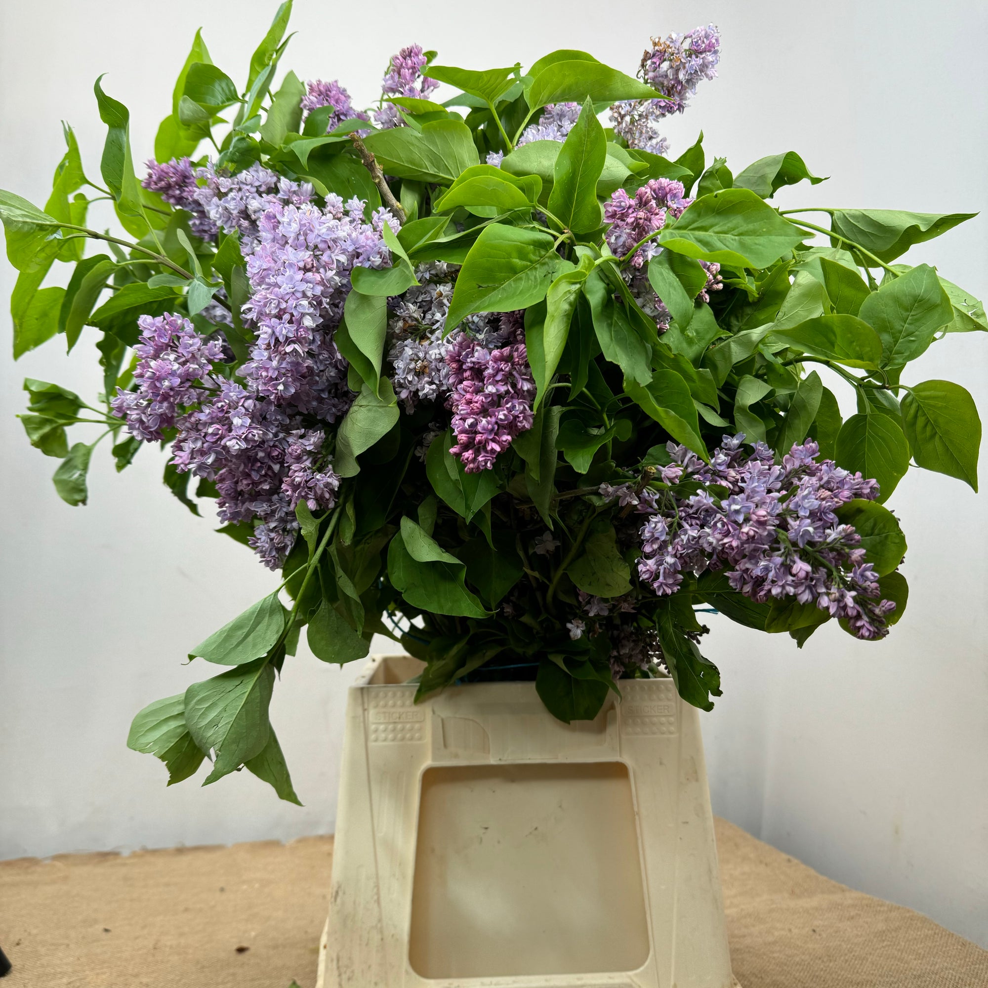 Lilac 'Lilac Flower' (Wild) (Various Sizes)