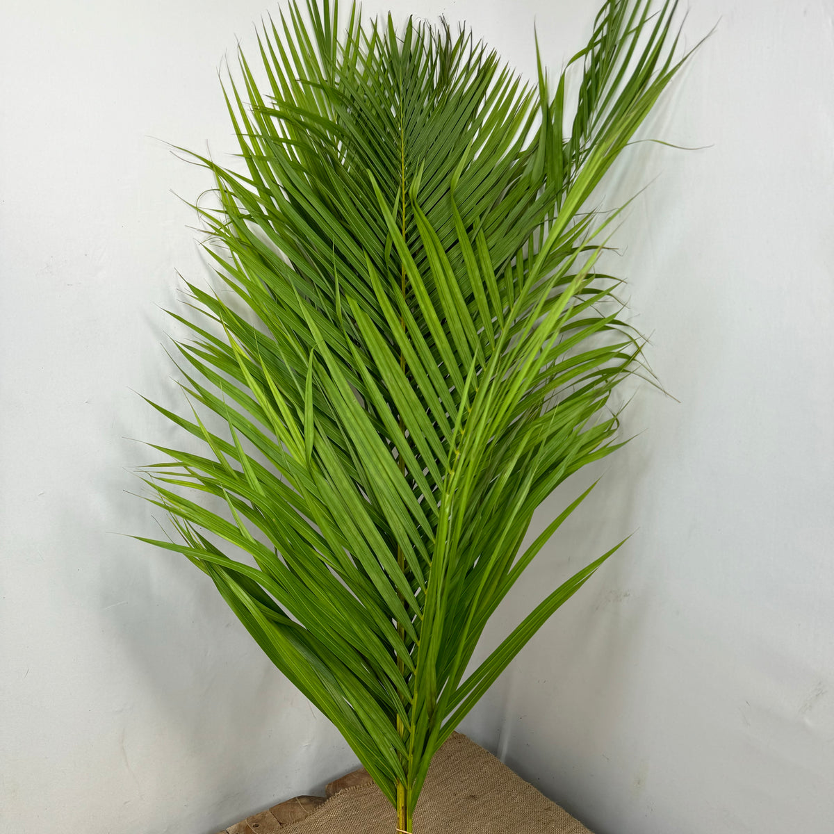 Palm &#39;Kentia&#39; Leaves (Various Sizes)