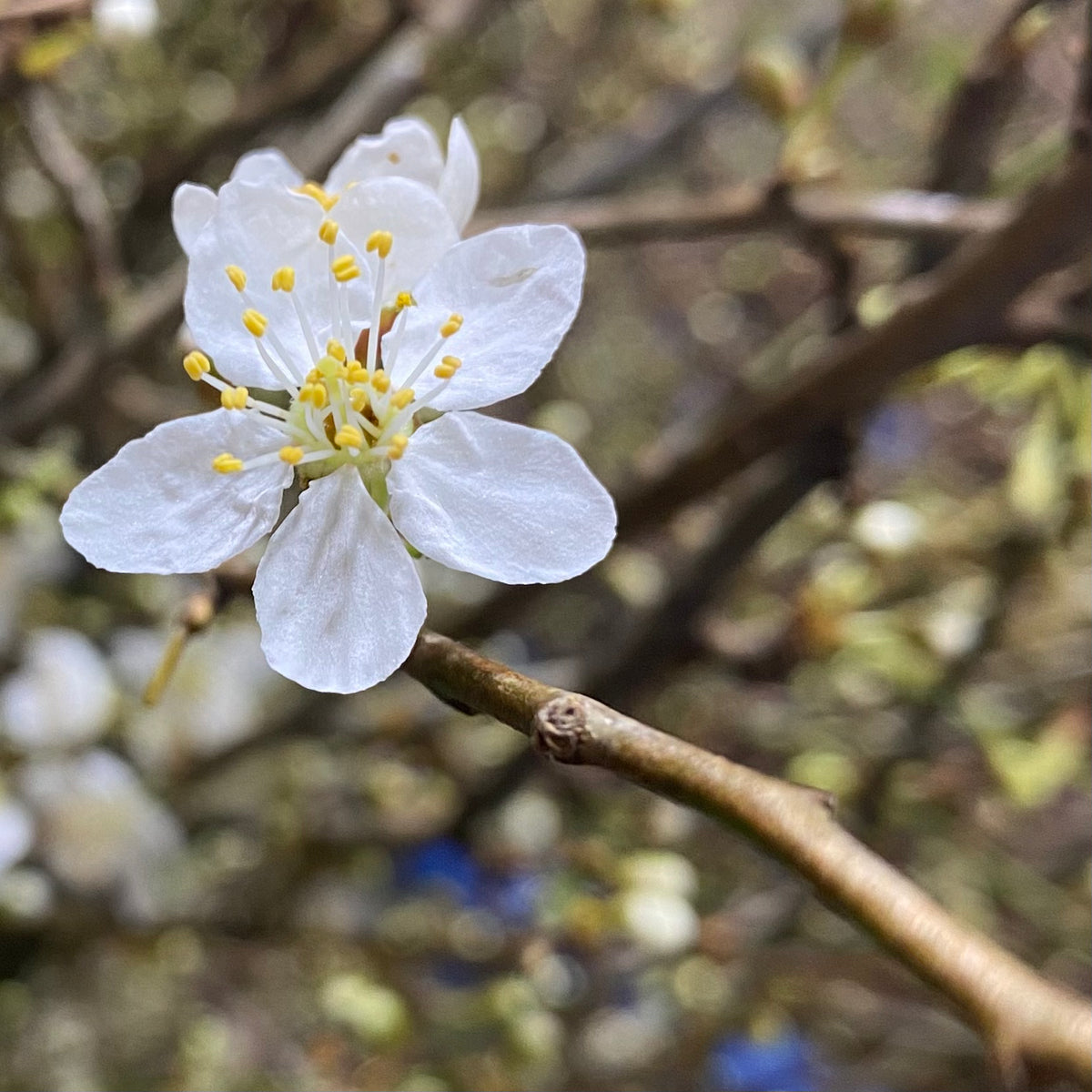 Blossom &#39;White&#39; Wild &#39;Single&#39; (Various Sizes)