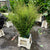 Melaleuca (Wild) C