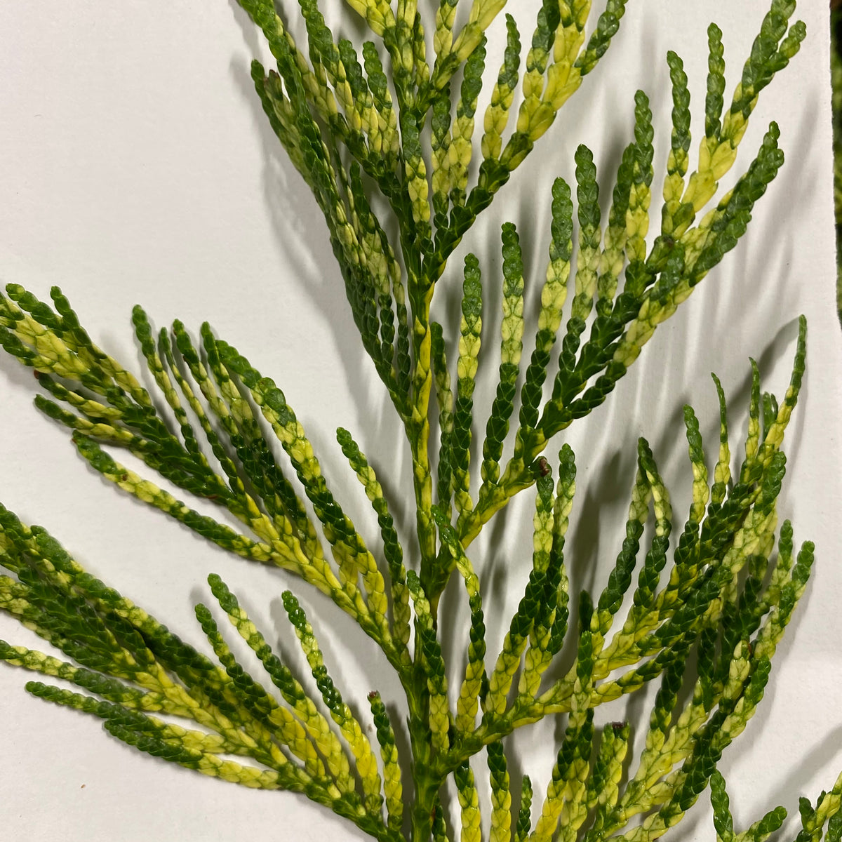 Conifer &#39;Variegated&#39; Flat (Cultivated)