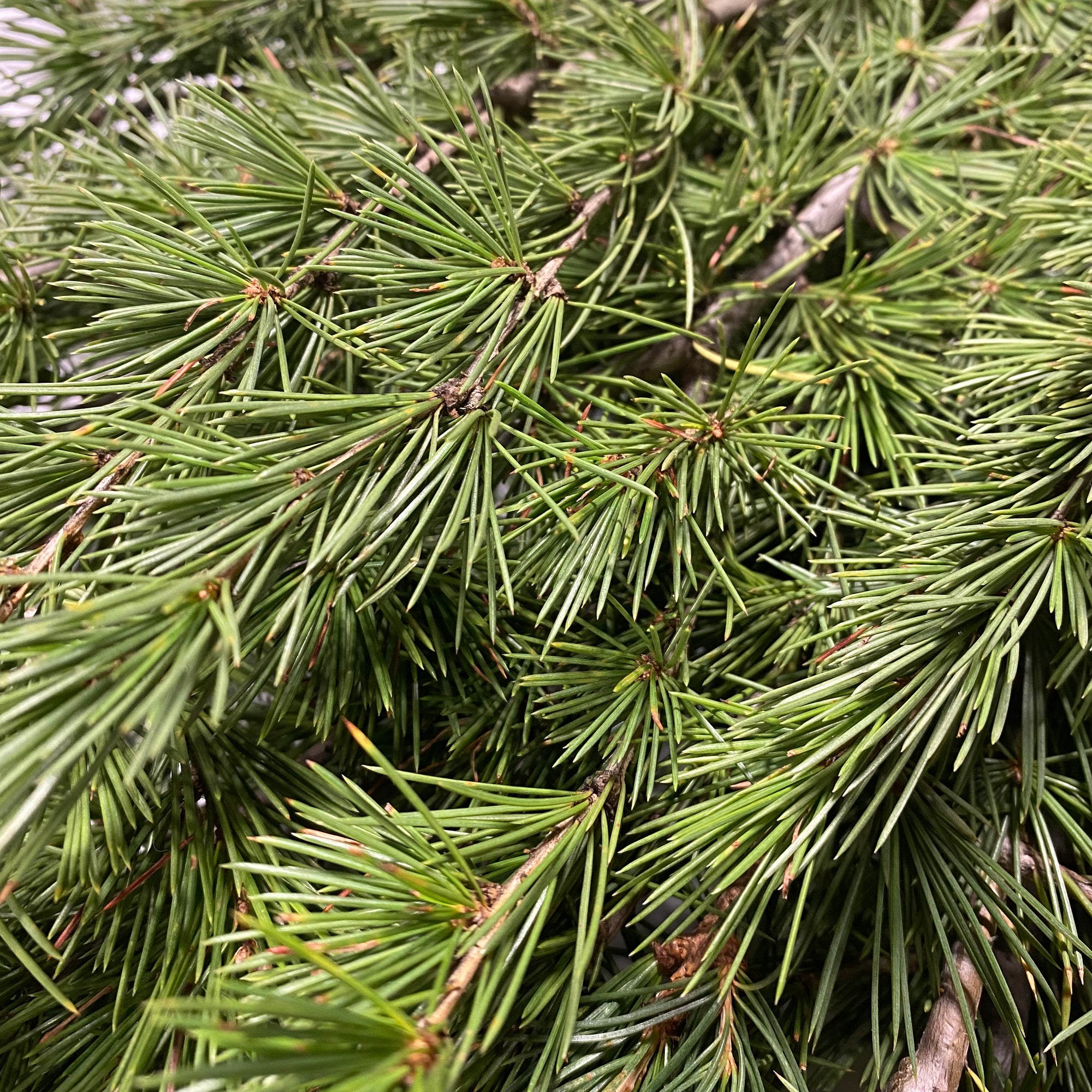 Pine 'Cedar' (Various Sizes)