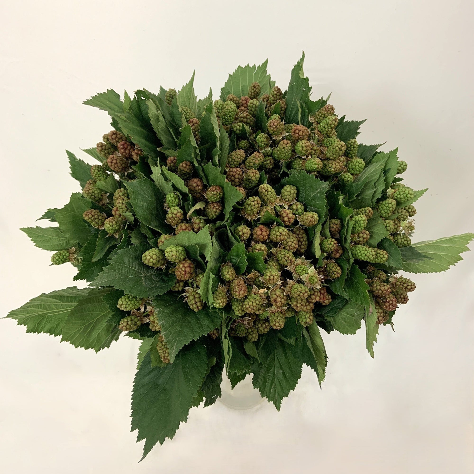 Blackberry 'Fruit with Green Berries' (Various Lengths)