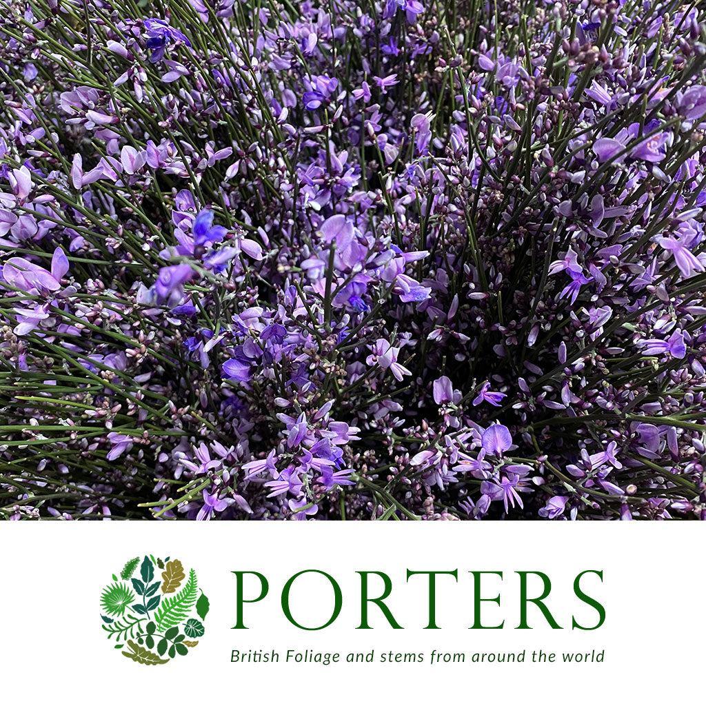 Genista 'Flower' (Various Colours)