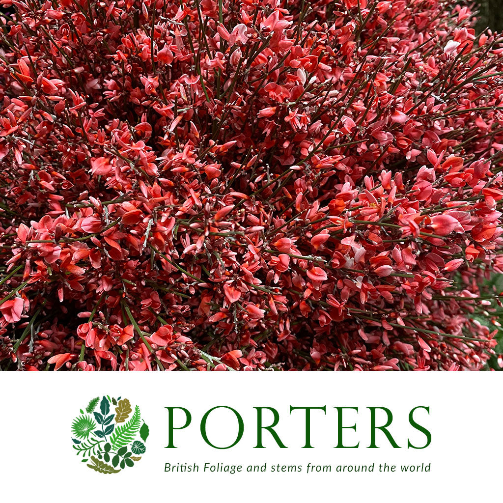 Genista 'Flower' (Various Colours)