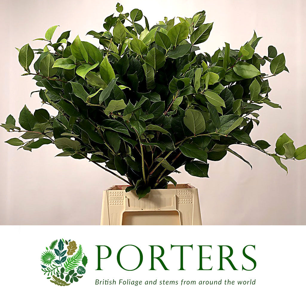 Go-Go (Wild) &#39;Gaultheria shallon&#39; (Various Sizes)