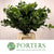 Go-Go (Wild) 'Gaultheria shallon' (Various Sizes)