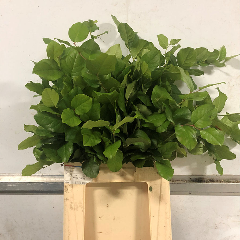 Go-Go (Wild) 'Gaultheria shallon' (Various Sizes)