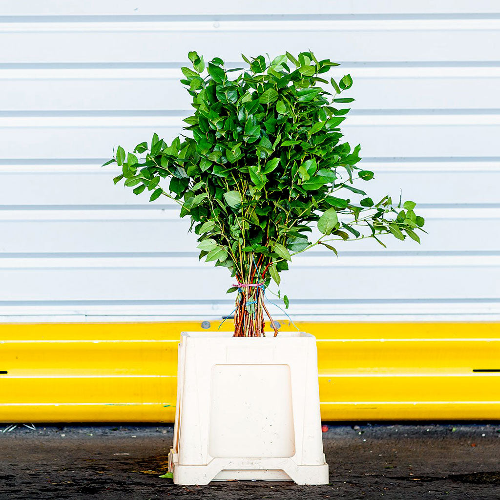 Go-Go (Wild) 'Gaultheria shallon' (Various Sizes)