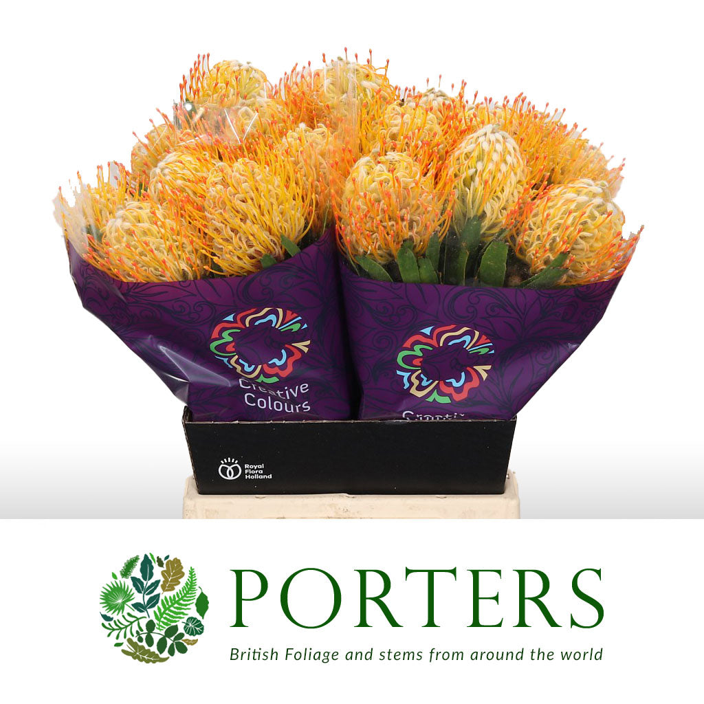 Pincushion Protea 'Goldi' (Various Lengths)