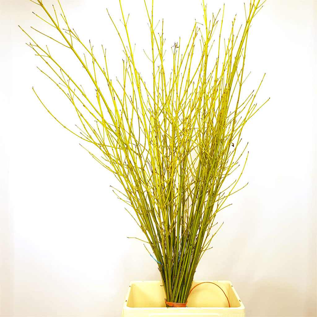 Dogwood &#39;Green&#39; (Wild) (Various Lengths)