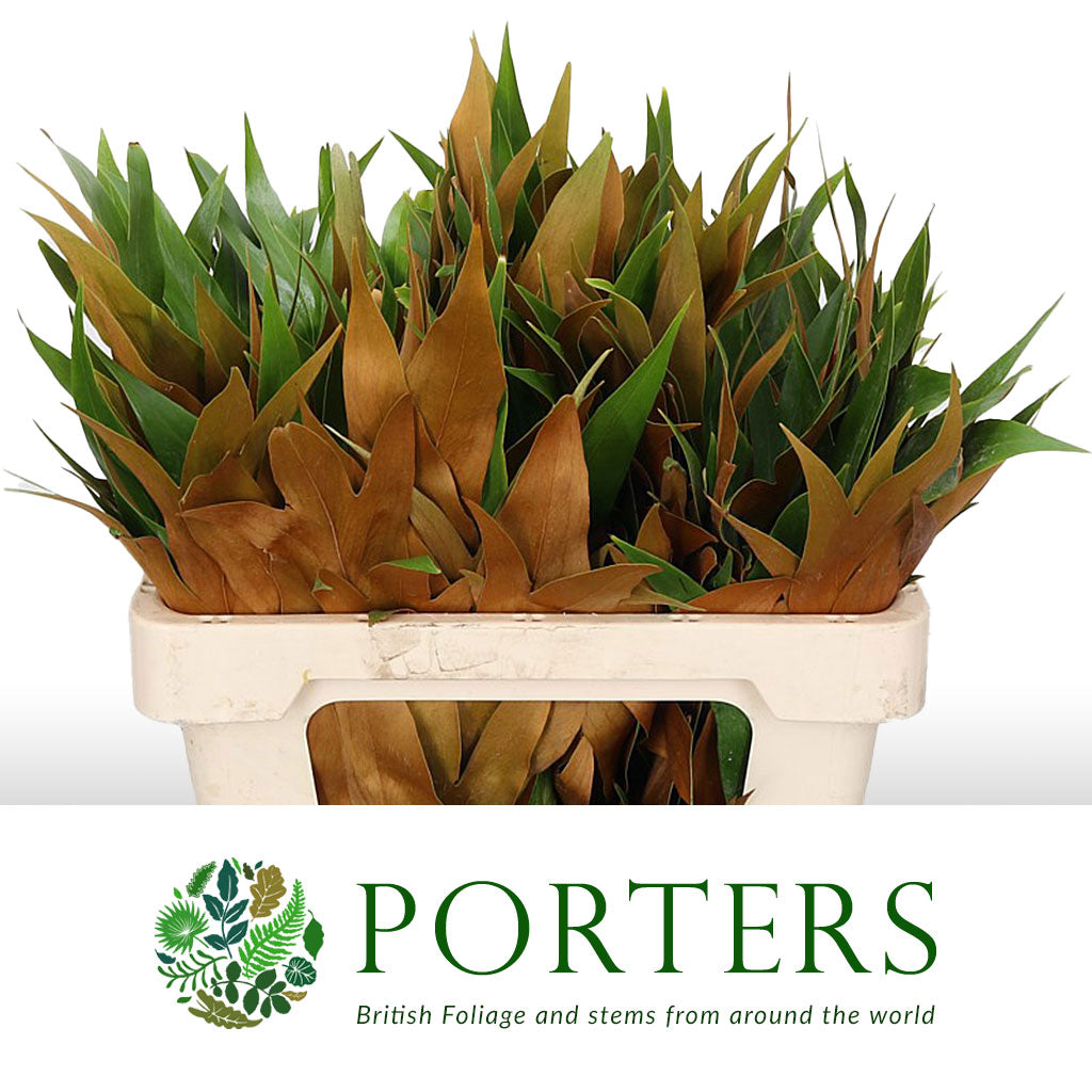 Grevillea 'Baileyana' (Various Lengths)