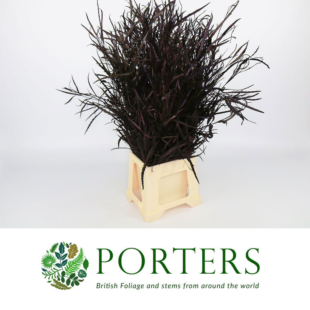 Grevillea 'Foliage' (Painted Std Colours) (Various)