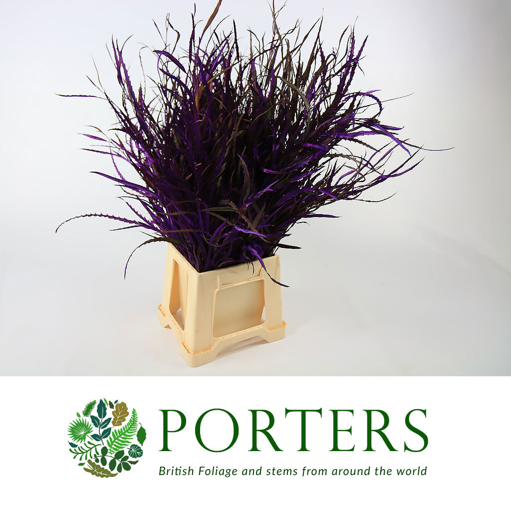 Grevillea 'Foliage' (Painted Std Colours) (Various)