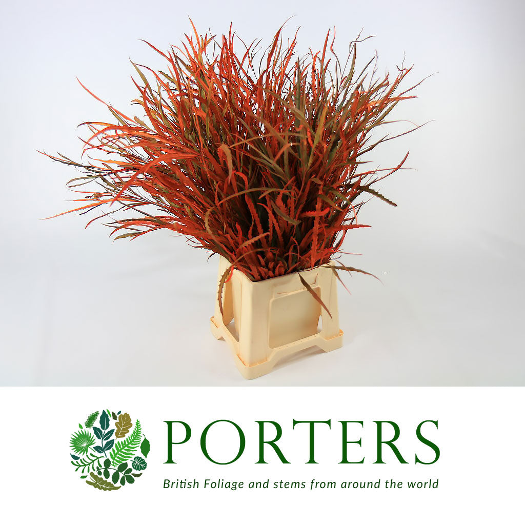 Grevillea 'Foliage' (Painted Std Colours) (Various)