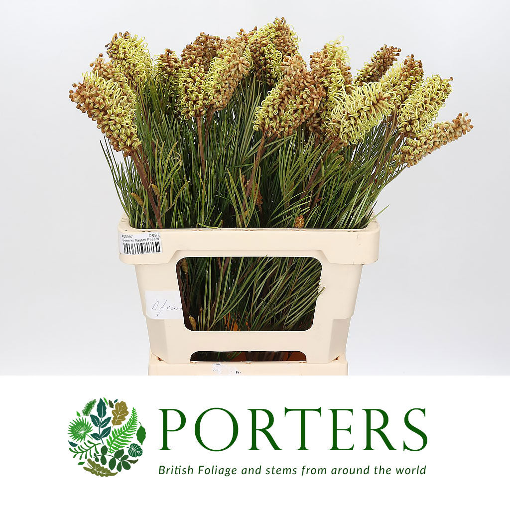Grevillea &#39;Spiderman&#39; (Various Lengths)