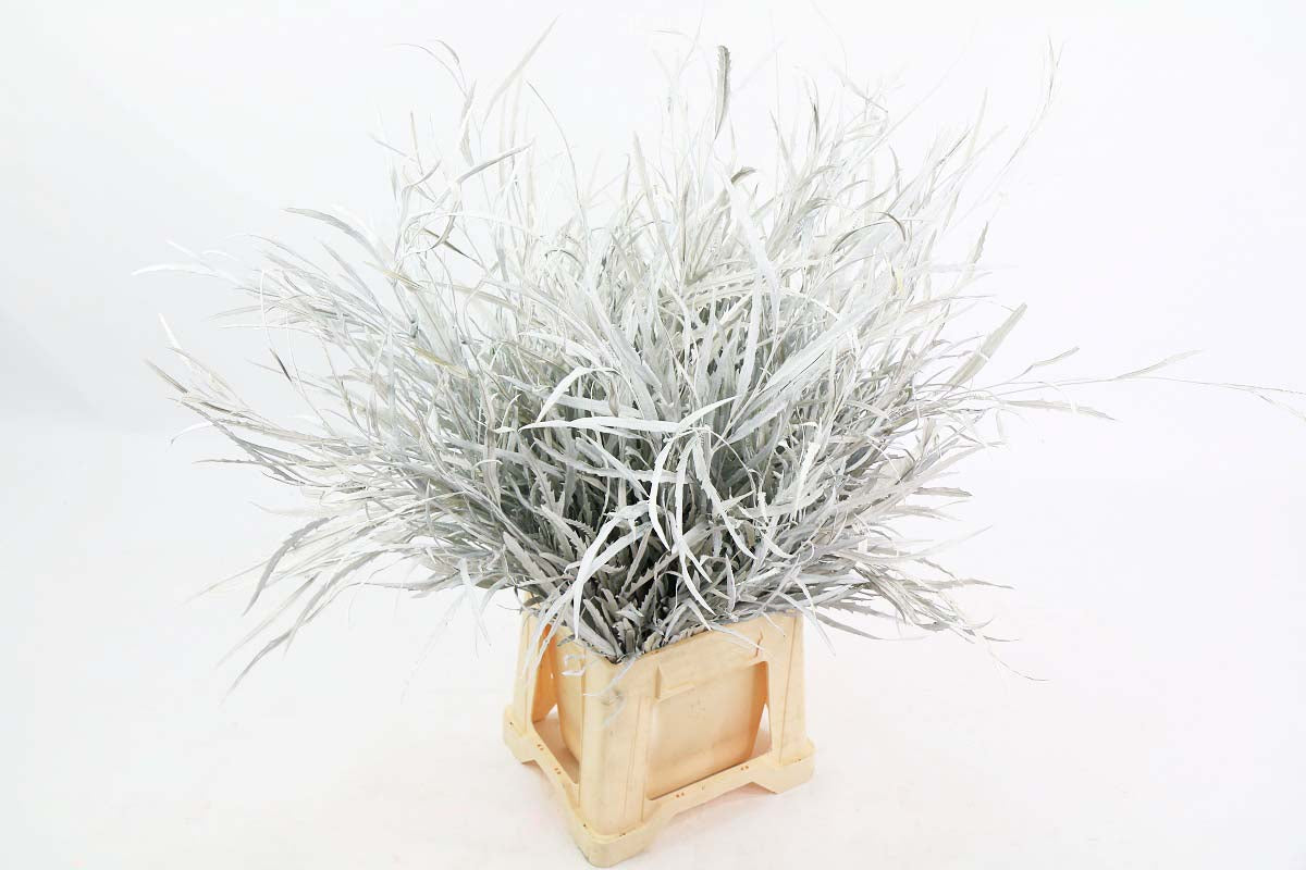 Grevillea 'Foliage' (Painted Std Colours) (Various)