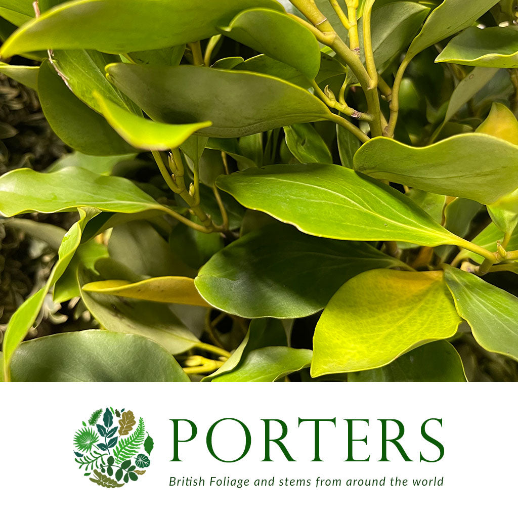 Griselinia &#39;littoralis&#39; (Wild) (Various Sizes)