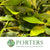 Griselinia 'littoralis' (Wild) (Various Sizes)