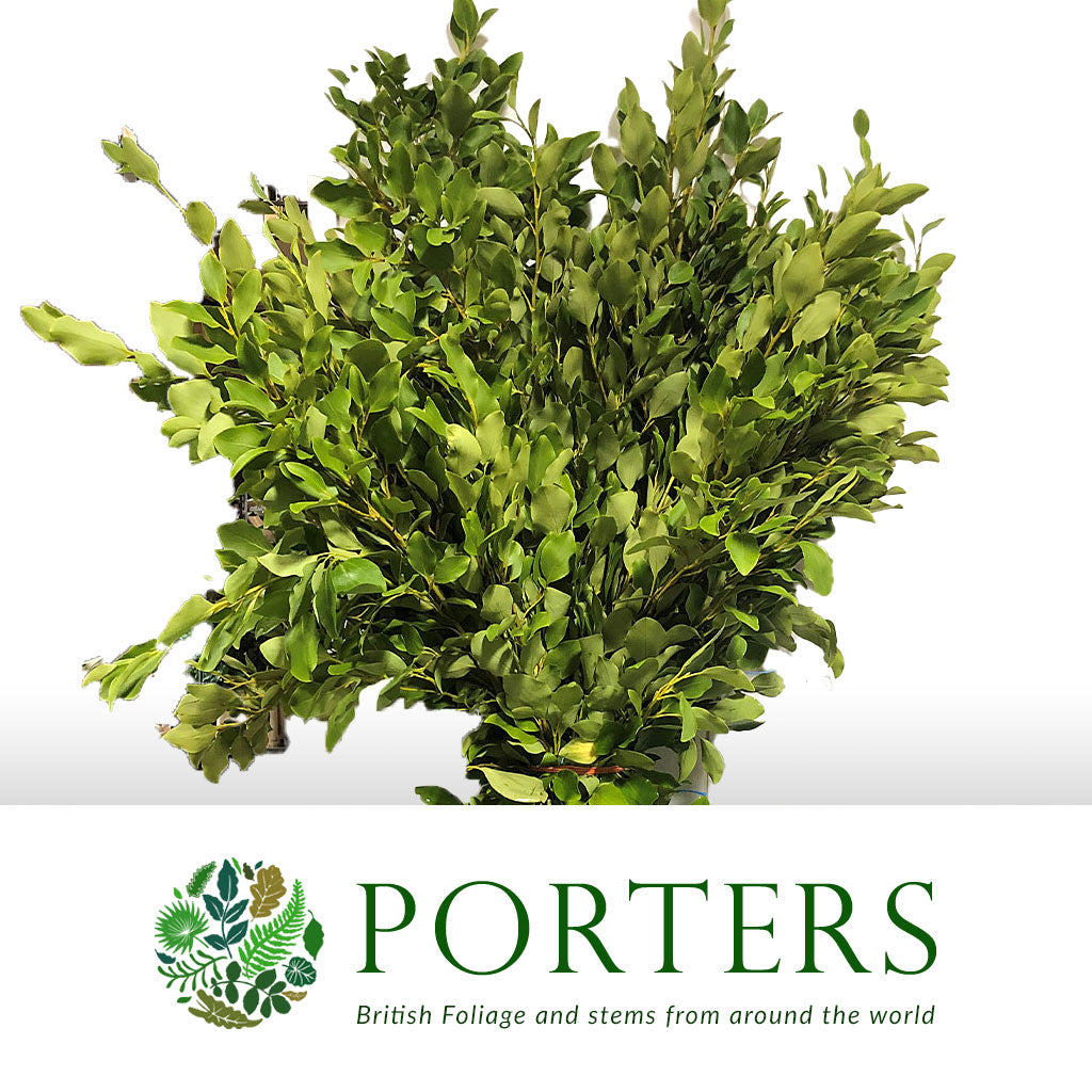 Griselinia &#39;littoralis&#39; (Wild) (Various Sizes)