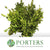 Griselinia 'littoralis' (Wild) (Various Sizes)