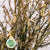 Catkin 'Hazel' (Wild) (Various Sizes)