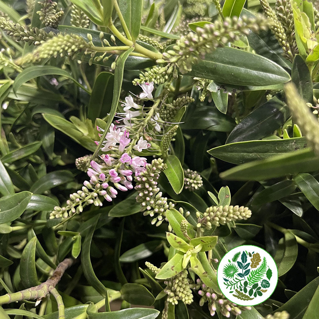 Hebe 'Green Large Leaf' Wild (various Sizes)