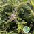 Hebe 'Green Large Leaf' Wild (various Sizes)