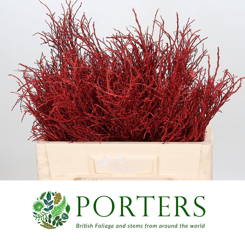 Bog Myrtle &#39;Painted or Glittered&#39; (Various Colours) (Bundle)