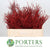 Bog Myrtle 'Painted or Glittered' (Various Colours) (Bundle)