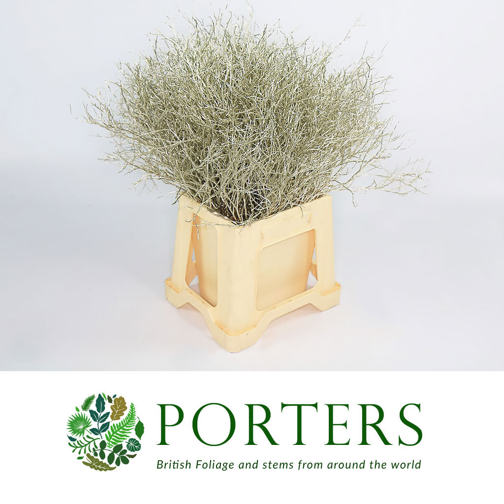 Bog Myrtle &#39;Painted or Glittered&#39; (Various Colours) (Bundle)