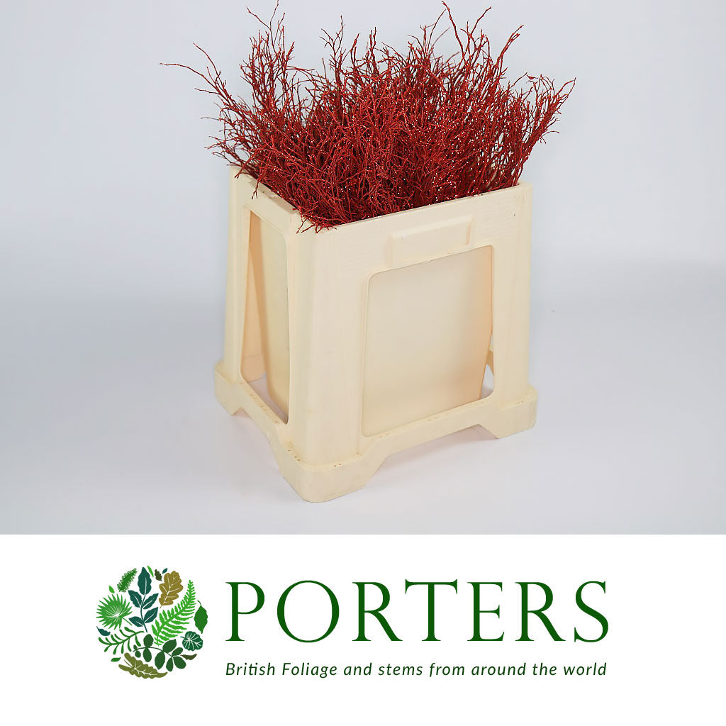 Bog Myrtle &#39;Painted or Glittered&#39; (Various Colours) (Bundle)